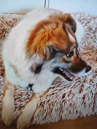 Tierschutzhunde suchen ein Zuhause-Beitrag-Bild