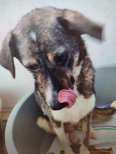 Tierschutzhunde suchen ein Zuhause-Beitrag-Bild