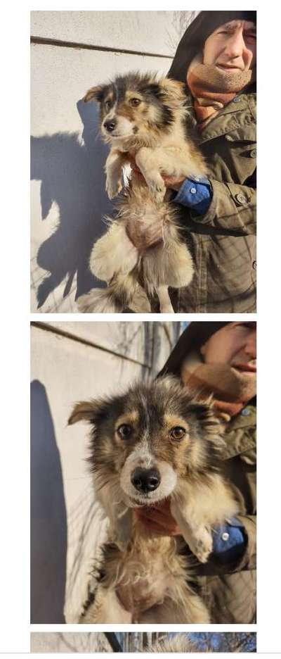 Tierschutzhunde suchen ein Zuhause-Beitrag-Bild