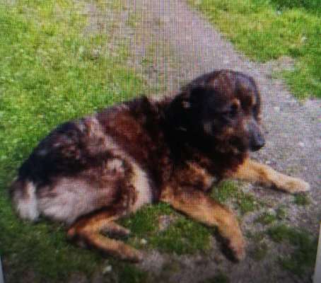 Tierschutzhunde suchen ein Zuhause-Beitrag-Bild