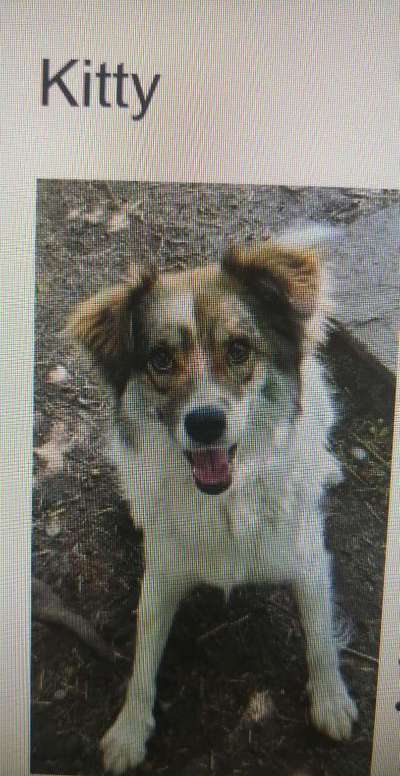 Tierschutzhunde suchen ein Zuhause-Beitrag-Bild