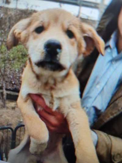 Tierschutzhunde suchen ein Zuhause-Beitrag-Bild