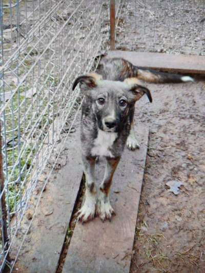 Tierschutzhunde suchen ein Zuhause-Beitrag-Bild