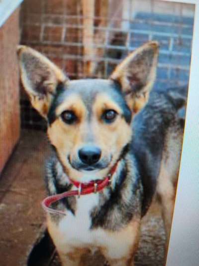 Tierschutzhunde suchen ein Zuhause-Beitrag-Bild