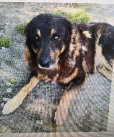 Tierschutzhunde suchen ein Zuhause-Beitrag-Bild