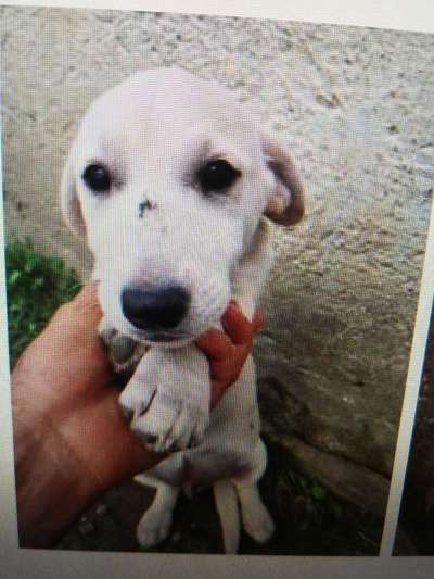 Tierschutzhunde suchen ein Zuhause-Beitrag-Bild