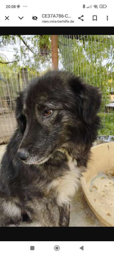 Tierschutzhunde suchen ein Zuhause-Beitrag-Bild