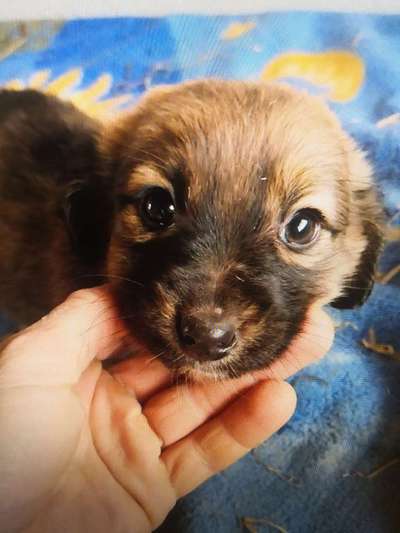 Tierschutzhunde suchen ein Zuhause-Beitrag-Bild