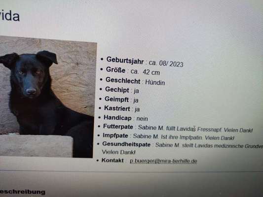 Tierschutzhunde suchen ein Zuhause-Beitrag-Bild