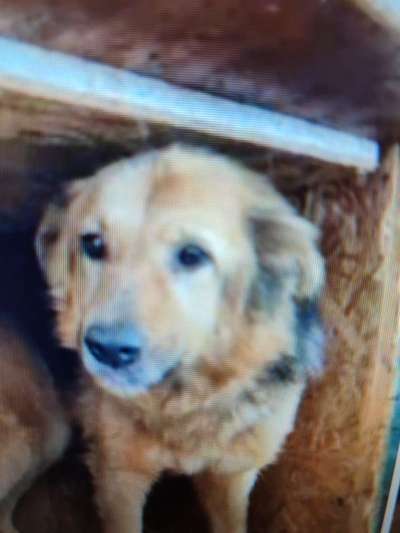 Tierschutzhunde suchen ein Zuhause-Beitrag-Bild