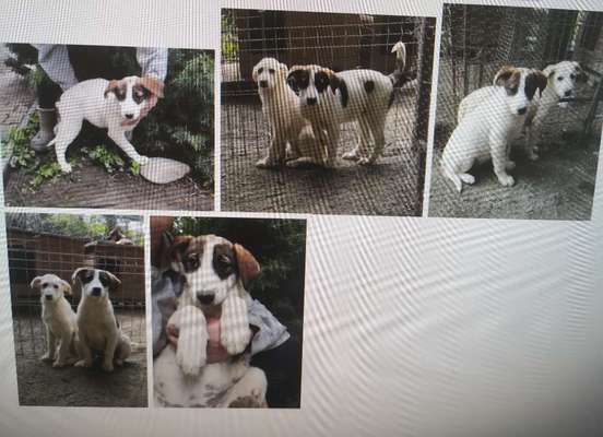 Tierschutzhunde suchen ein Zuhause-Beitrag-Bild