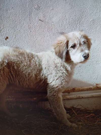 Tierschutzhunde suchen ein Zuhause-Beitrag-Bild