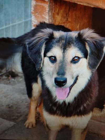 Tierschutzhunde suchen ein Zuhause-Beitrag-Bild