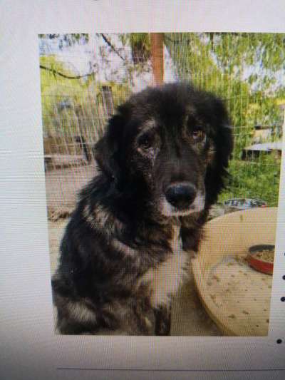 Tierschutzhunde suchen ein Zuhause-Beitrag-Bild