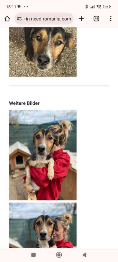 Tierschutzhunde suchen ein Zuhause-Beitrag-Bild