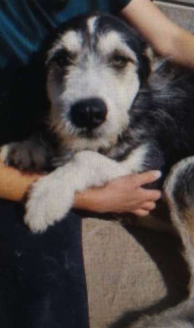 Tierschutzhunde suchen ein Zuhause-Beitrag-Bild