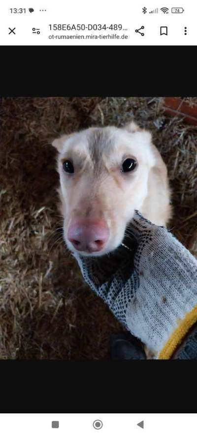 Tierschutzhunde suchen ein Zuhause-Beitrag-Bild