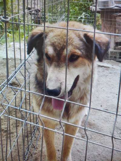Tierschutzhunde suchen ein Zuhause-Beitrag-Bild