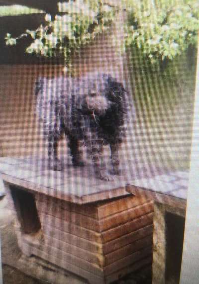 Tierschutzhunde suchen ein Zuhause-Beitrag-Bild