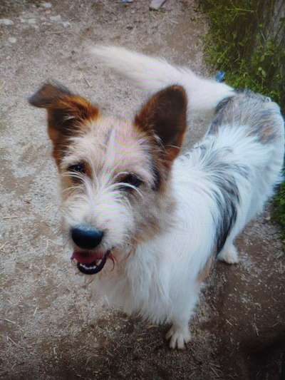 Tierschutzhunde suchen ein Zuhause-Beitrag-Bild