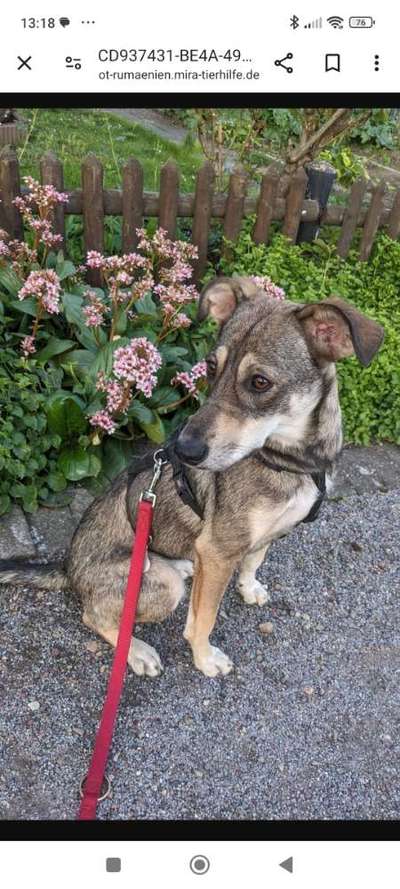 Tierschutzhunde suchen ein Zuhause-Beitrag-Bild