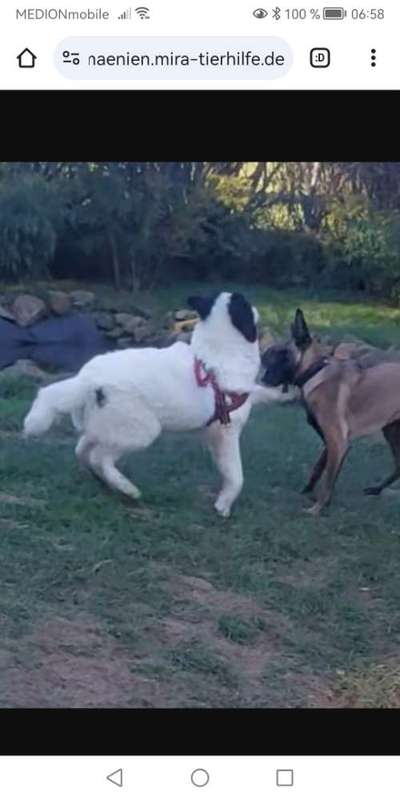 Tierschutzhunde suchen ein Zuhause-Beitrag-Bild