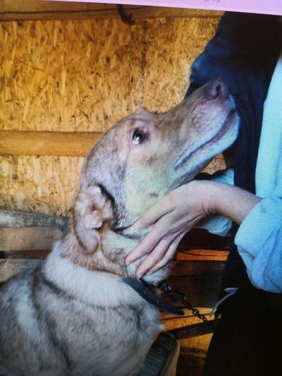 Tierschutzhunde suchen ein Zuhause-Beitrag-Bild