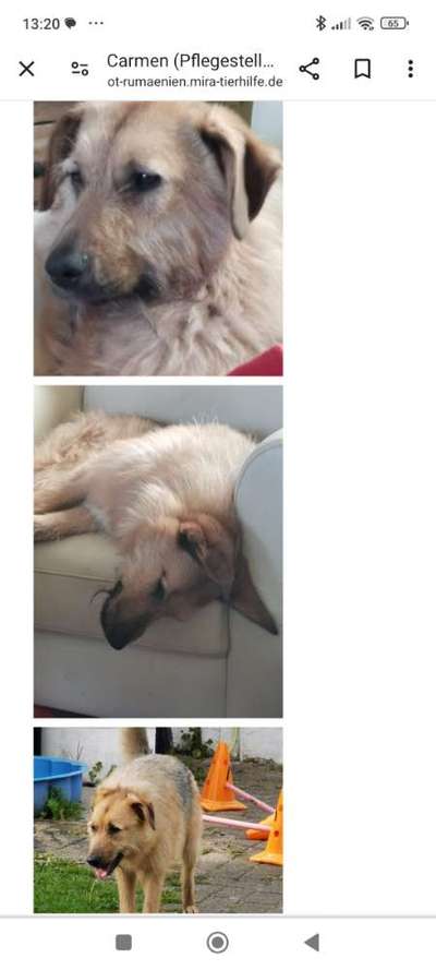 Tierschutzhunde suchen ein Zuhause-Beitrag-Bild