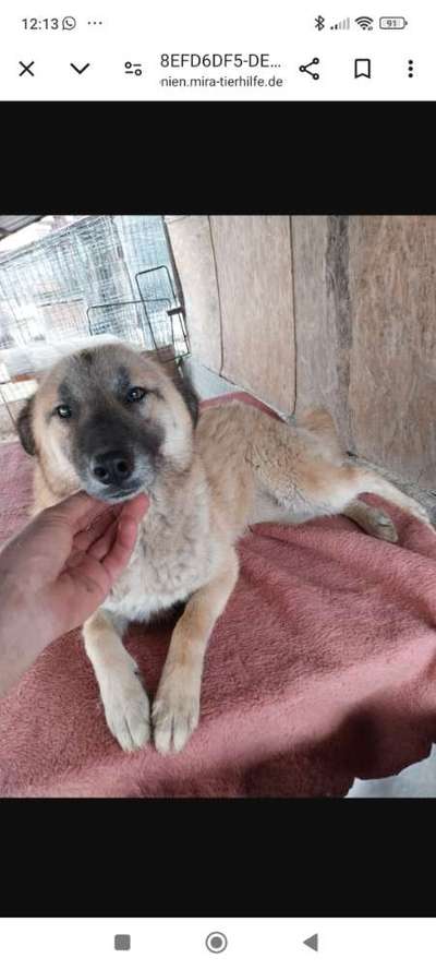 Tierschutzhunde suchen ein Zuhause-Beitrag-Bild