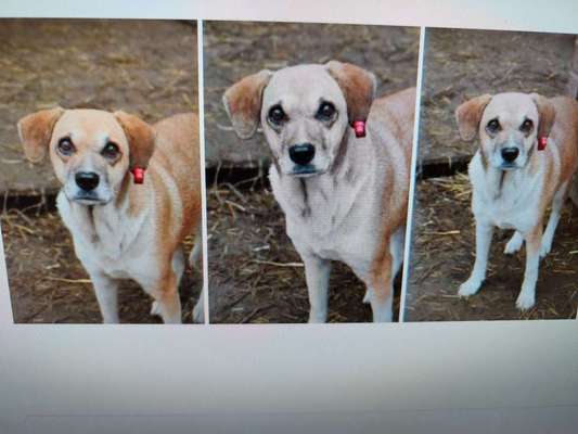 Tierschutzhunde suchen ein Zuhause-Beitrag-Bild