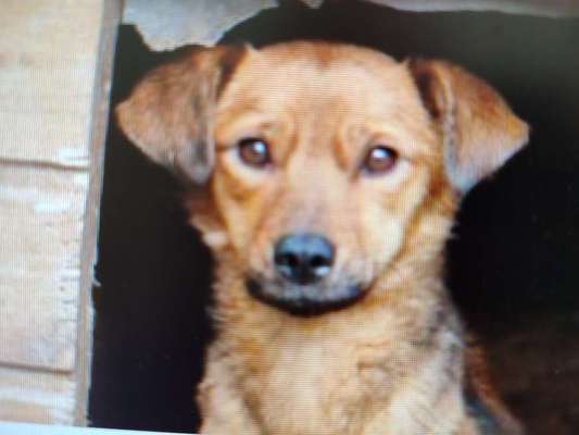 Tierschutzhunde suchen ein Zuhause-Beitrag-Bild