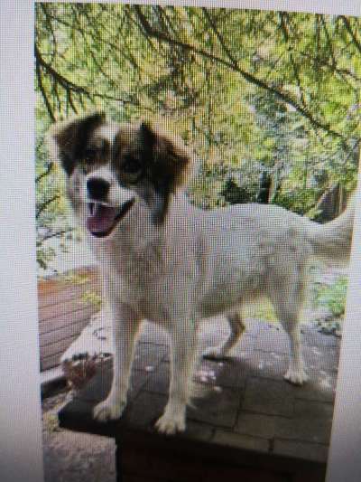 Tierschutzhunde suchen ein Zuhause-Beitrag-Bild