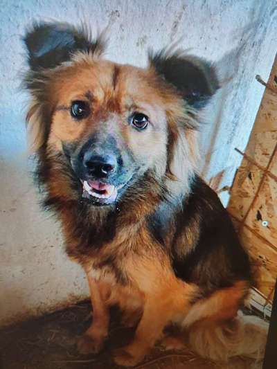 Tierschutzhunde suchen ein Zuhause-Beitrag-Bild