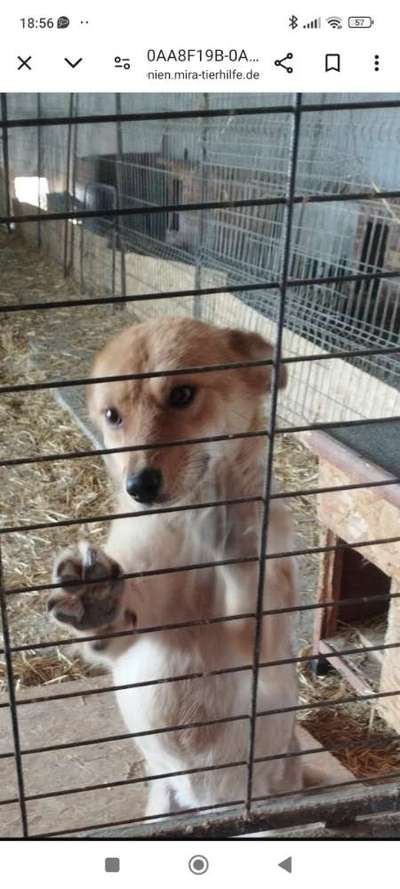 Tierschutzhunde suchen ein Zuhause-Beitrag-Bild