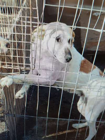 Tierschutzhunde suchen ein Zuhause-Beitrag-Bild