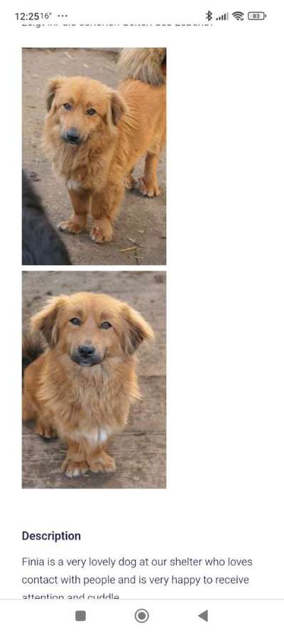 Tierschutzhunde suchen ein Zuhause-Beitrag-Bild