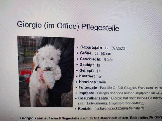 Tierschutzhunde suchen ein Zuhause-Beitrag-Bild