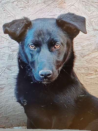 Tierschutzhunde suchen ein Zuhause-Beitrag-Bild