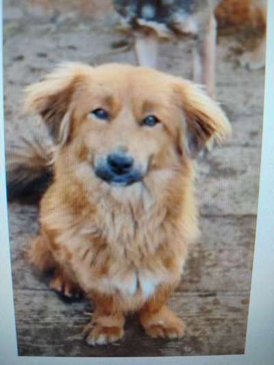 Tierschutzhunde suchen ein Zuhause-Beitrag-Bild