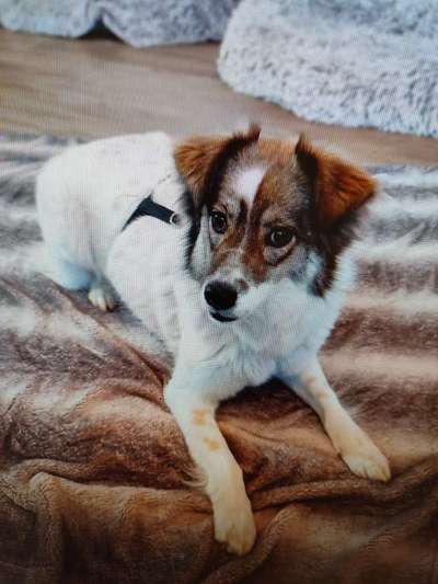 Tierschutzhunde suchen ein Zuhause-Beitrag-Bild