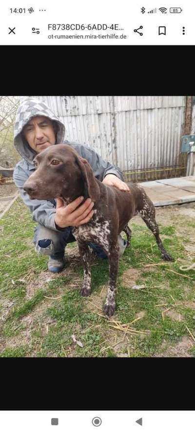 Tierschutzhunde suchen ein Zuhause-Beitrag-Bild