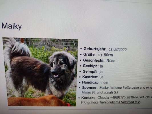 Tierschutzhunde suchen ein Zuhause-Beitrag-Bild