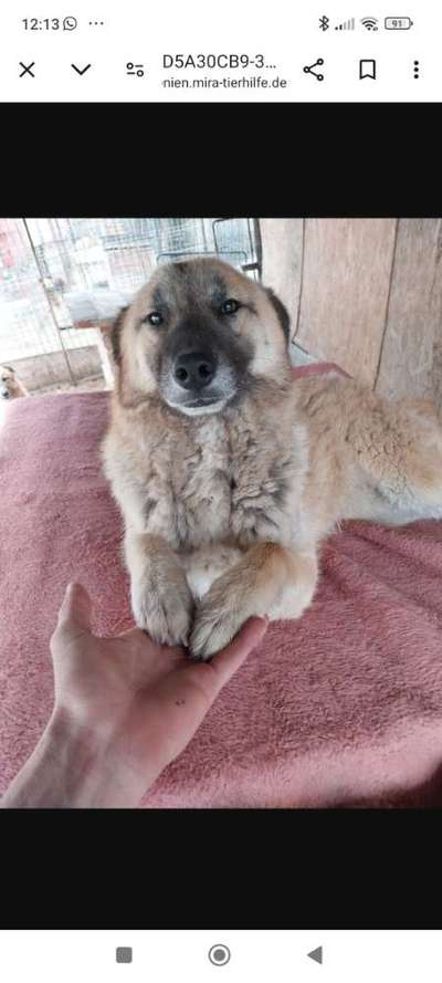 Tierschutzhunde suchen ein Zuhause-Beitrag-Bild