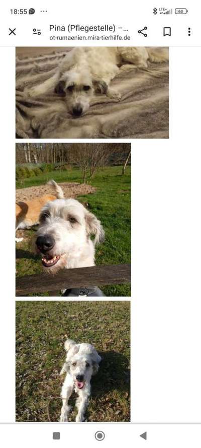 Tierschutzhunde suchen ein Zuhause-Beitrag-Bild