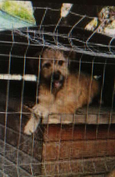 Tierschutzhunde suchen ein Zuhause-Beitrag-Bild