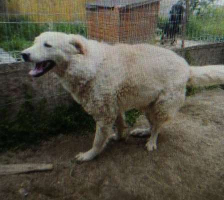 Tierschutzhunde suchen ein Zuhause-Beitrag-Bild