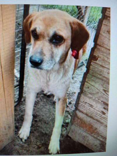 Tierschutzhunde suchen ein Zuhause-Beitrag-Bild