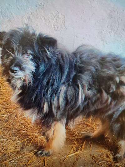 Tierschutzhunde suchen ein Zuhause-Beitrag-Bild