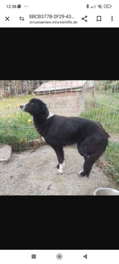 Tierschutzhunde suchen ein Zuhause-Beitrag-Bild