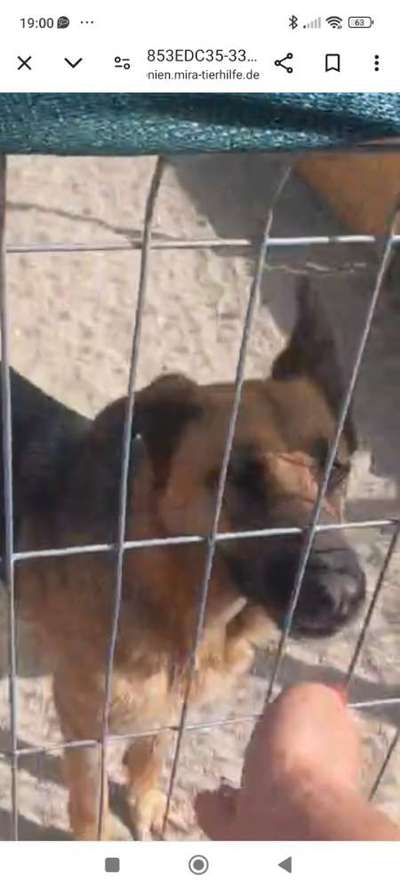 Tierschutzhunde suchen ein Zuhause-Beitrag-Bild